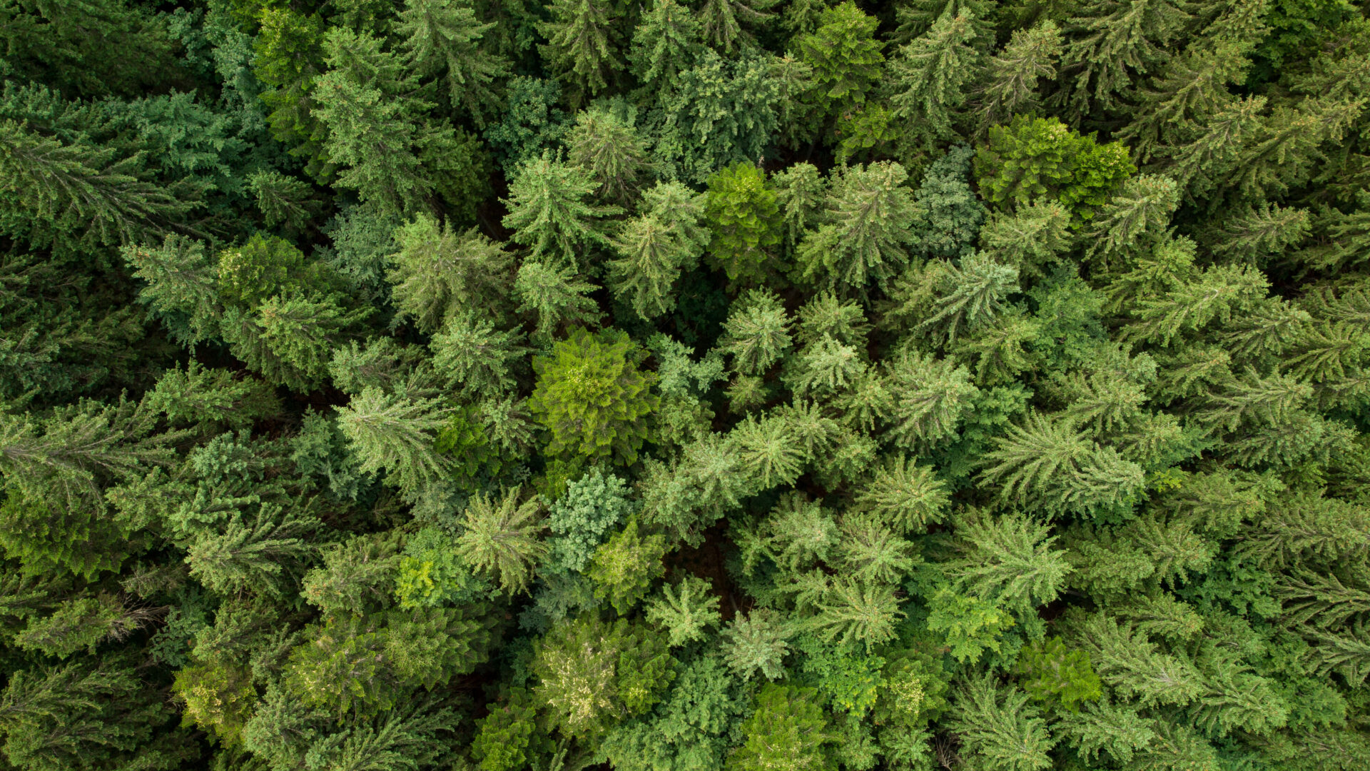 AI Energy Consumption: Can Local Processing Offer a Greener Solution?